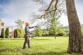 Professional Tree Care  in Yarrow Point, WA